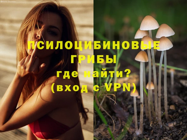 гашик Вяземский